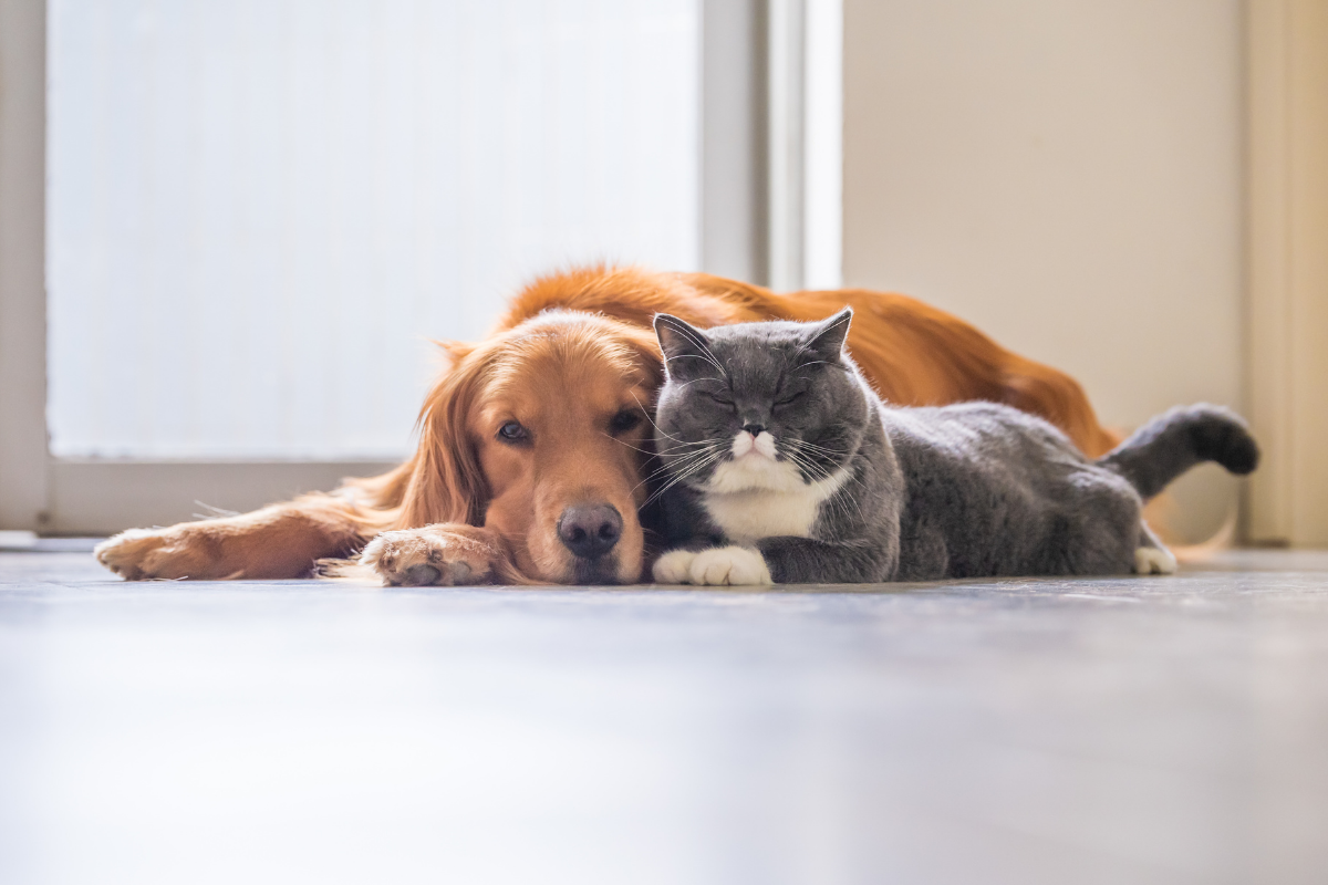 Polizza-casa-e-animali-domestici