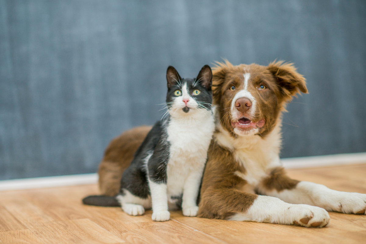 Polizza-Cane-e-Gatto